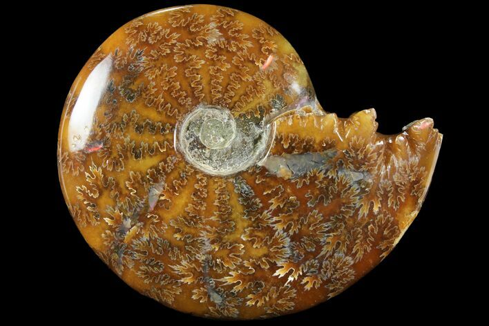 Polished, Agatized Ammonite (Cleoniceras) - Madagascar #94271